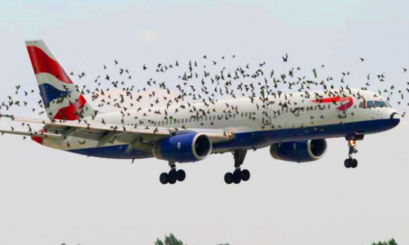 BIRDS REFUSE TO LEAVE PLANE ALONE – WHEN REALISING WHY THE PILOT BURST INTO TEARS