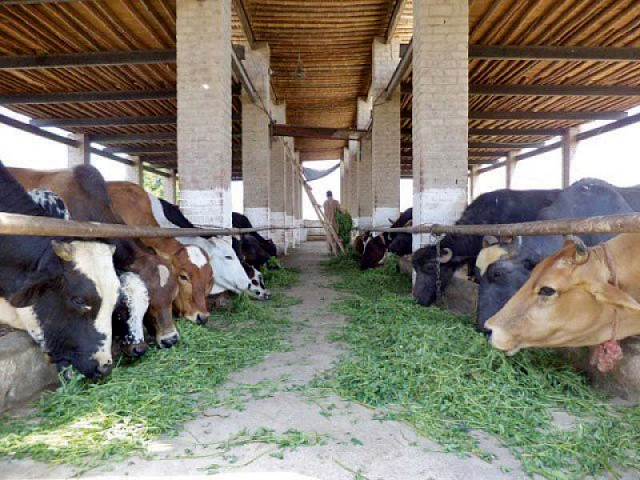 Dairy exports to China approved