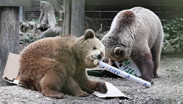 UK: A bear broke into a food store and ate the entire week's supply of honey.