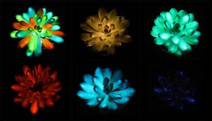 Scientists have developed rechargeable plants that glow at night.