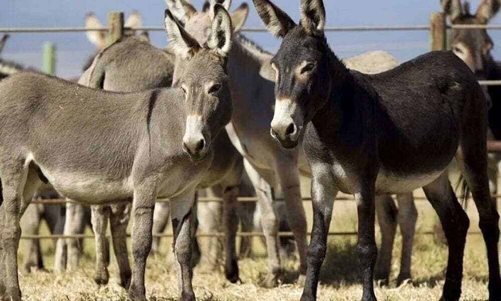 ECC orders monitoring to stop donkey meat, hides entering food chain