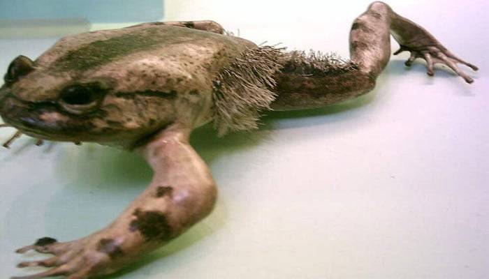 The unique ability of the world's most dangerous African frog to stay safe from its predators
